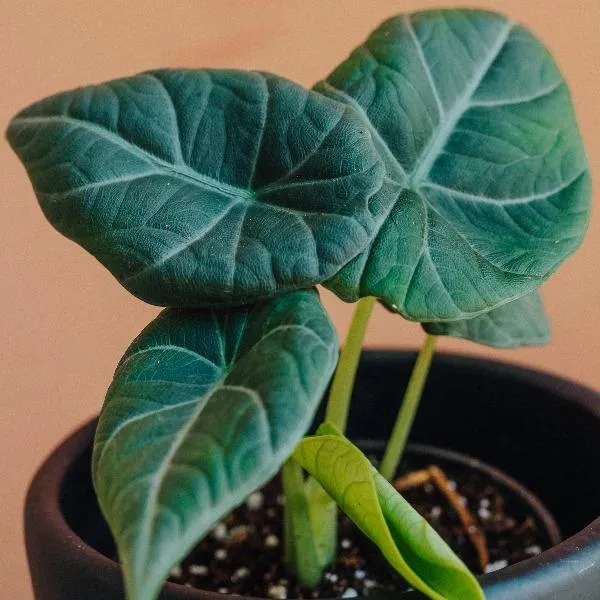 Alocasia Maharani