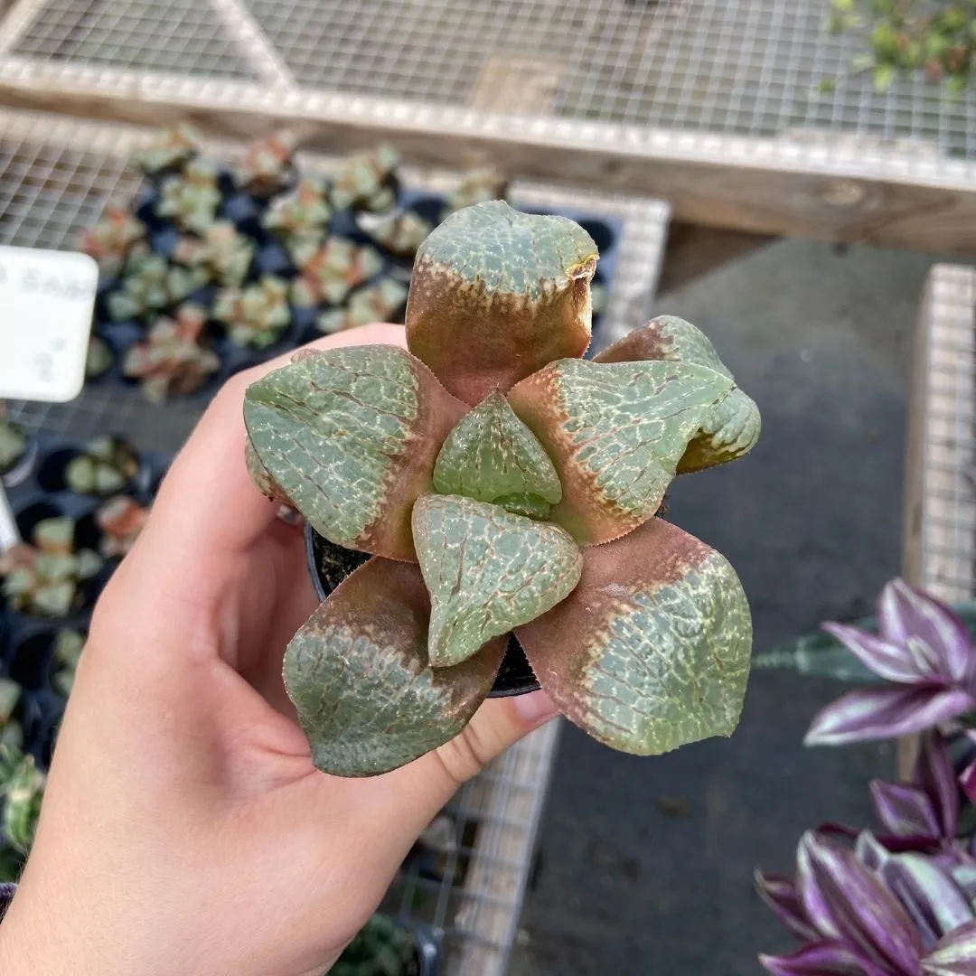 Haworthia Saiko Succulent