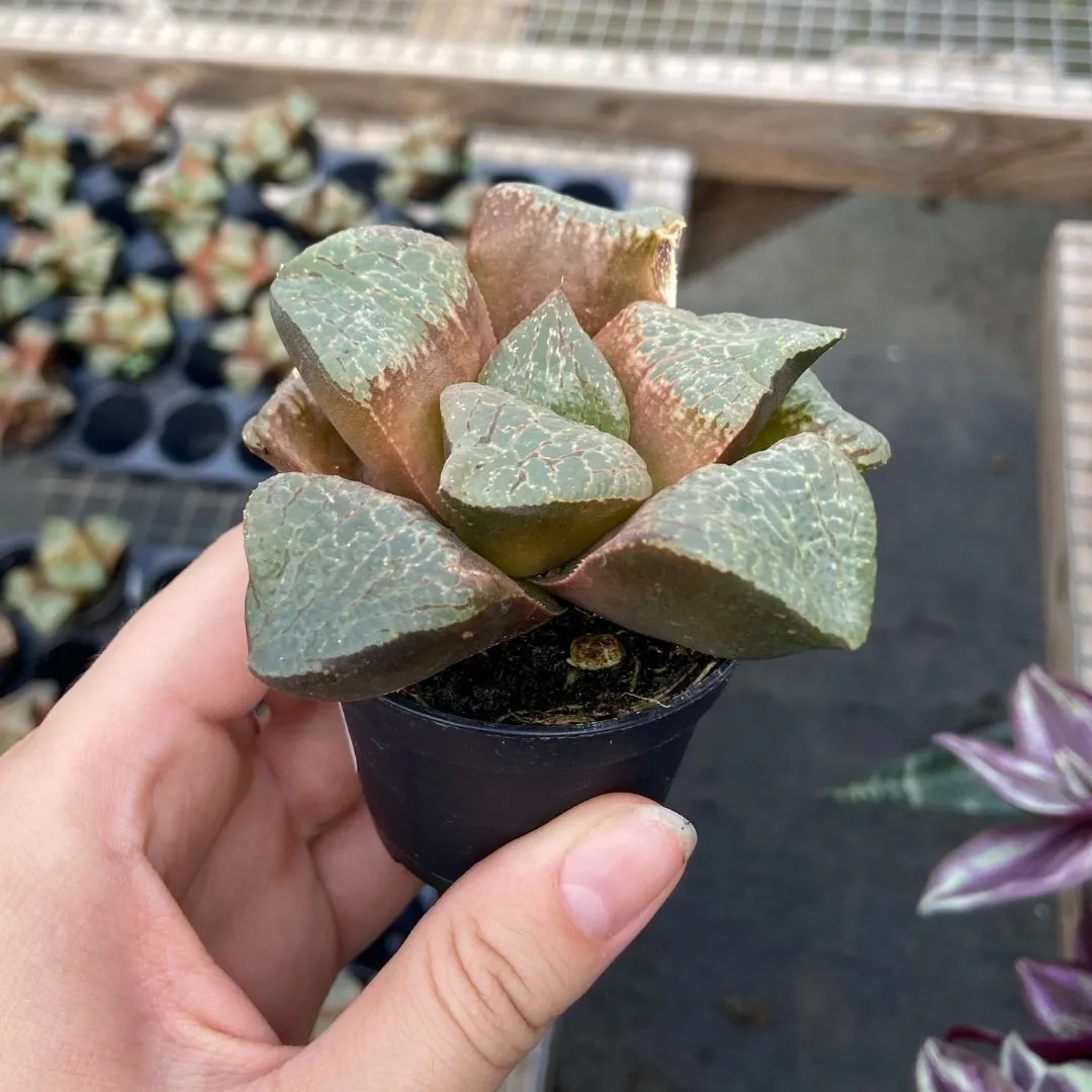 Haworthia Saiko Succulent